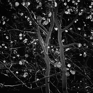 Black and White fine art photography of Aspen Trees