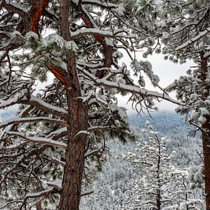 ponderosa pine trees in the snow