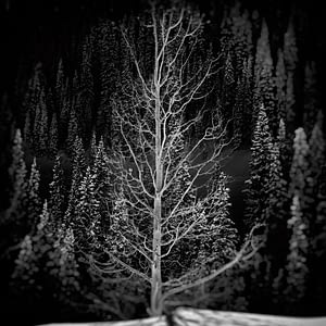 black and white image of tree in snow