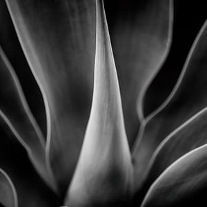 b&w image of agave plant