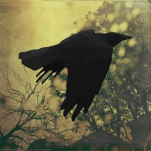fine art photograph of a raven flying