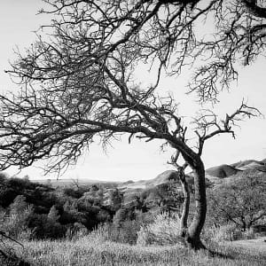 tree photography by Oliver Tollison