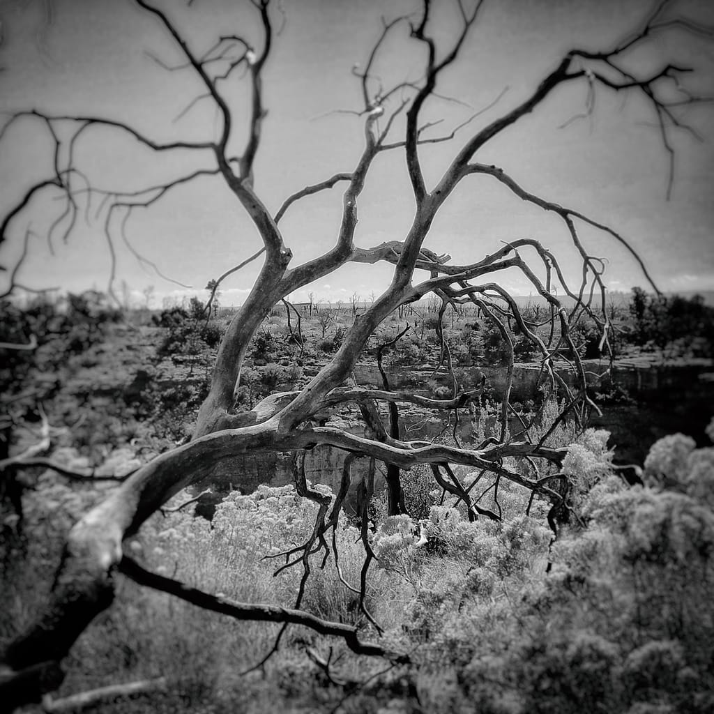Tree in Mesa Verde National Park, Montezuma County, Colorado
