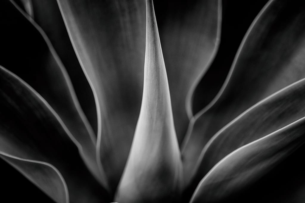 b&w image of agave plant
