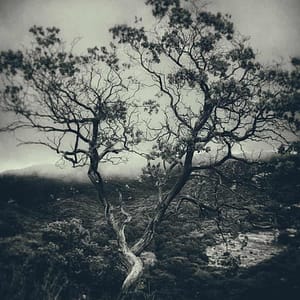landscape photography tree art for sale by Oliver Tollison