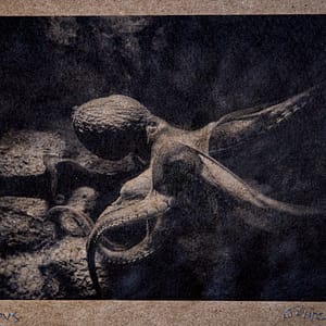 photograph of octopus on recycled paper