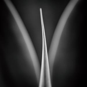 sexual flower art