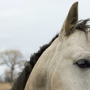 Horse in Eastern Sierra's, California