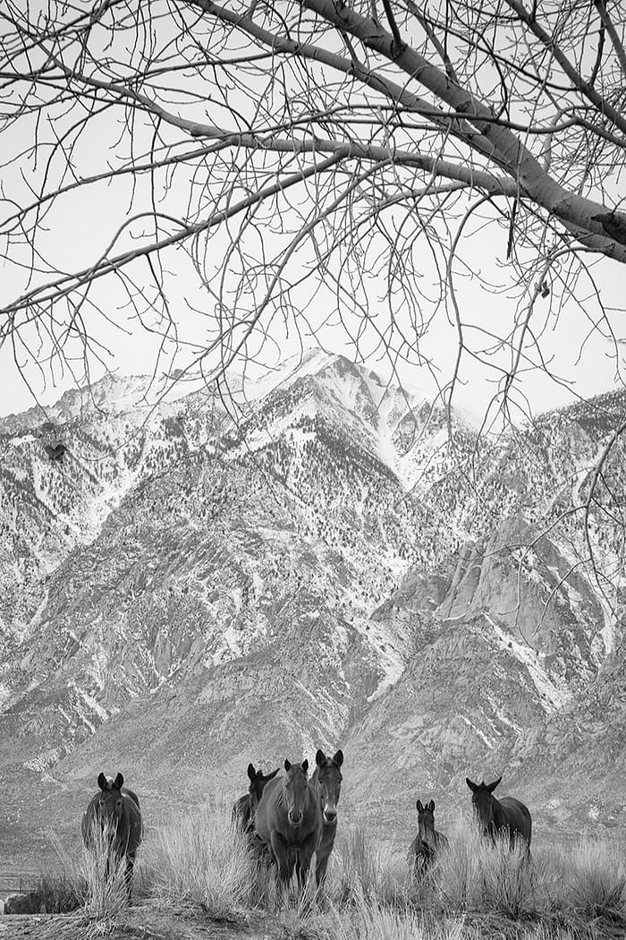 b&w wild horses in the eastern Sierras, California
