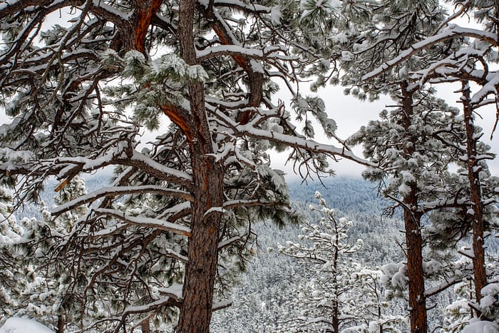 ponderosa pine trees in the snow