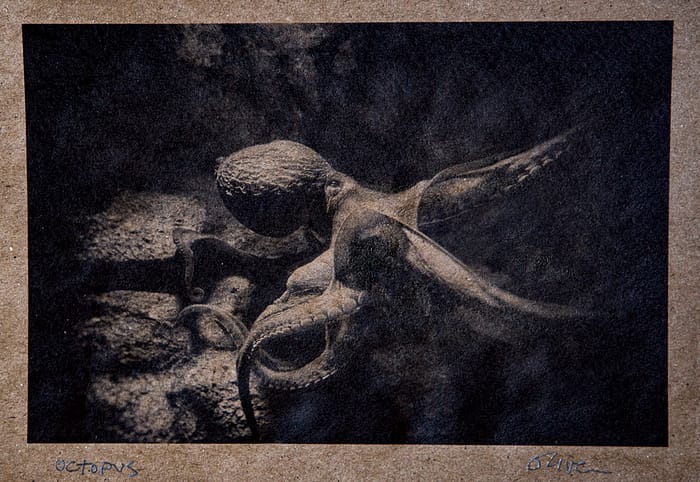 photograph of octopus on recycled paper