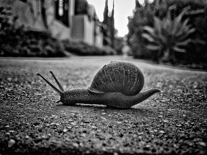 snail crossing the road