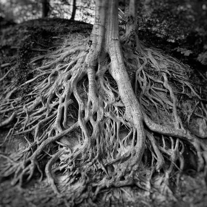 Tree Roots, Greenville, SC