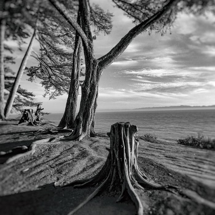Douglas Preserve, Santa Barbara, CA , photograph by © Oliver Tollison